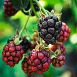 Rubus nemoralis Fruit