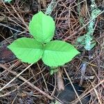 Toxicodendron rydbergii Leaf