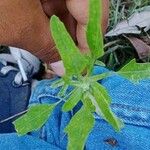 Chenopodium polyspermum Blad