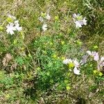 Malva moschata Habitus