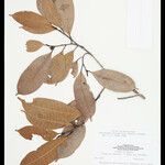Naucleopsis oblongifolia Meyve