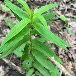 Epilobium coloratum Φύλλο