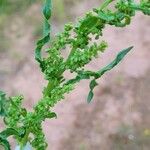 Rumex crispusЛіст