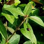 Ligustrum vulgare Leht