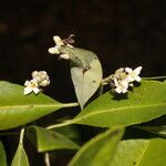 Avicennia germinans Квітка