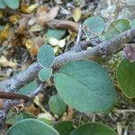 Cotoneaster integerrimus পাতা