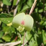 Macrotyloma axillare Flower