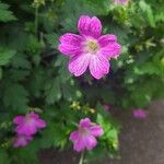 Geranium × oxonianumFlower