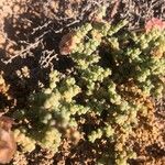 Salsola vermiculata برگ