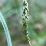 Carex sylvatica 花