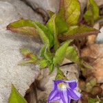 Convolvulus siculus Blüte