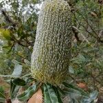 Banksia serrata 花