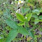 Fragaria moschata Folio