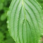 Cornus alternifolia Yaprak