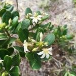 Scaevola montana Blüte