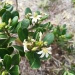 Scaevola montana Flower