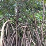 Rhizophora racemosa Лист