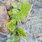 Geum macrophyllumLeaf