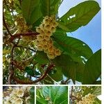 Elaeocarpus yateensis Çiçek