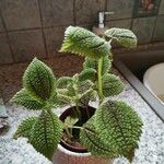 Pilea mollis Hoja