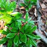 Chimaphila umbellata Φρούτο