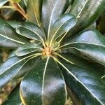 Pittosporum heterophyllum Blatt