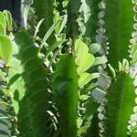 Euphorbia trigona Hoja