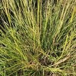 Heteropogon contortus موطن