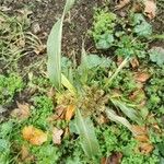 Sorghum bicolor Feuille