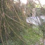 Melaleuca alternifolia Yaprak
