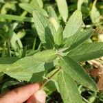 Stachys palustrisBlad