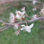 Prunus cerasifera Кветка