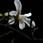 Magnolia stellata Květ