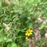 Rhagadiolus edulis Flower