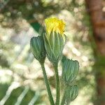 Crepis sancta 花