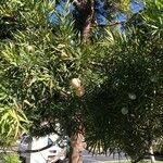 Podocarpus falcatus Frukt