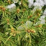 Picea glauca Blad