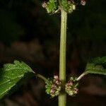 Urtica chamaedryoides خشب