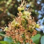 Schotia latifolia Flower