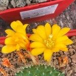 Rebutia minuscula Квітка