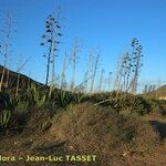 Agave fourcroydes Hábito