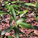 Quercus fusiformis Hoja