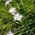 Dianthus hyssopifolius عادت