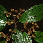 Miconia incurva Leaf