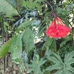 Brownea rosa-de-monte Flower