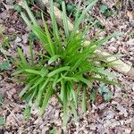 Agapanthus spp. Habit