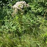 Angelica sylvestrisFlor