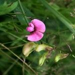 Lathyrus sylvestris 花