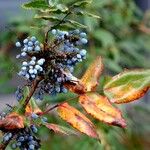 Berberis aquifolium অভ্যাস