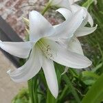 Crinum × powellii ফুল